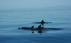 Costa Rica - Dauphins