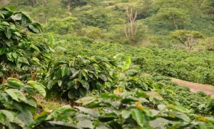 Nicaragua - Plantation de café