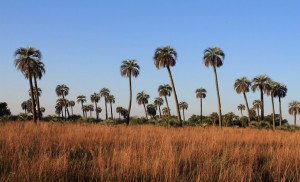 Paraguay - chaco humide