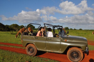 Cuba - Cayo Saetia-safari